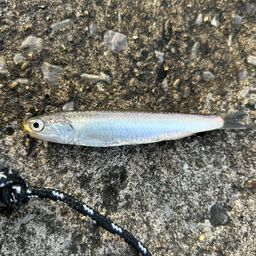 カタクチイワシ