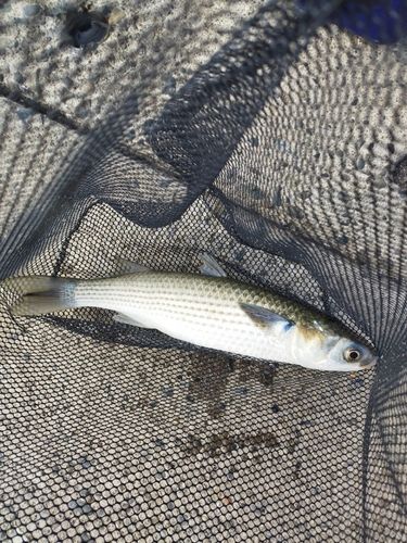 ボラの釣果