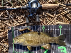 スモールマウスバスの釣果
