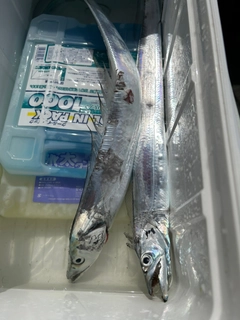 タチウオの釣果