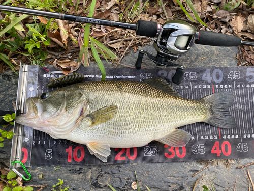 ブラックバスの釣果