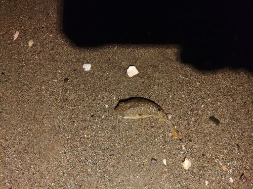 クサフグの釣果