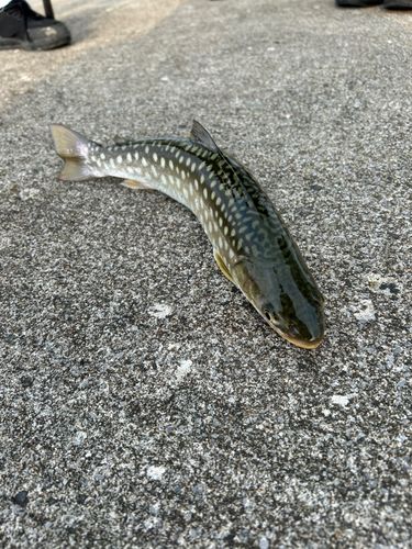 ウミアメの釣果