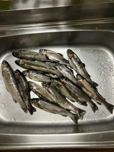 ニジマスの釣果