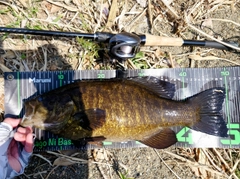 スモールマウスバスの釣果