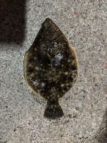 マツカワの釣果