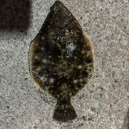 マツカワ