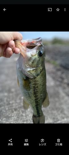 ラージマウスバスの釣果