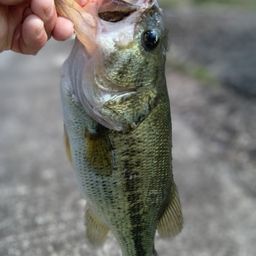 ラージマウスバス