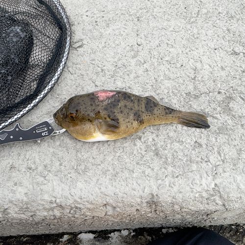 ヒガンフグの釣果