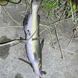 ナマズ