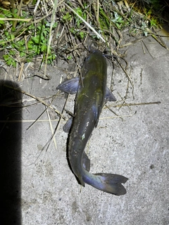 ナマズの釣果