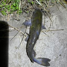 ナマズ