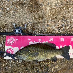 スモールマウスバス