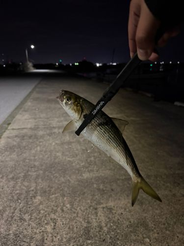 コノシロの釣果