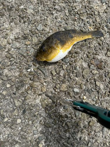 ヒガンフグの釣果