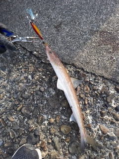 エソの釣果