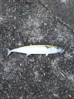 サゴシの釣果