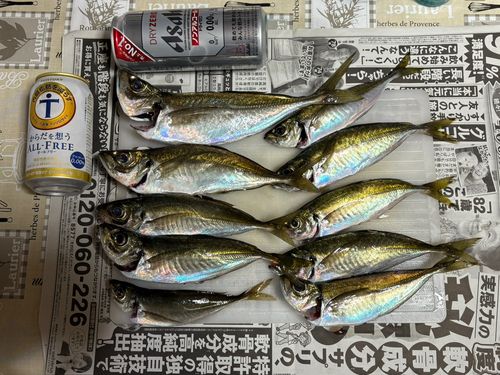マアジの釣果