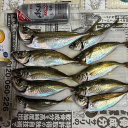 マアジ