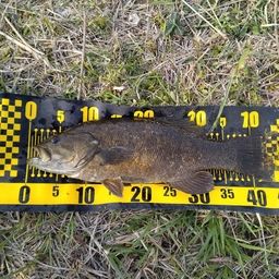 スモールマウスバス