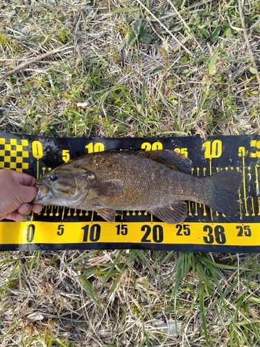 スモールマウスバスの釣果