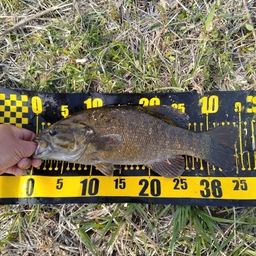 スモールマウスバス