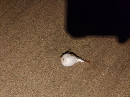 クサフグの釣果