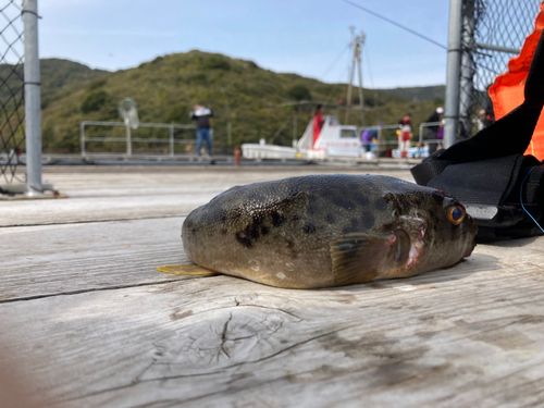 トラフグの釣果