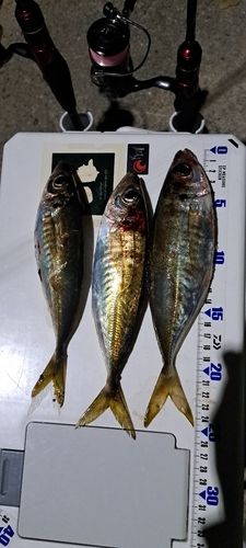 アジの釣果