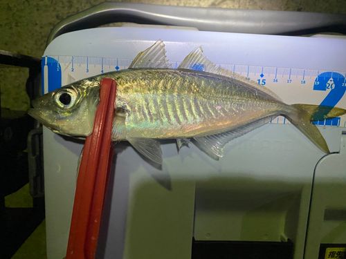 マアジの釣果