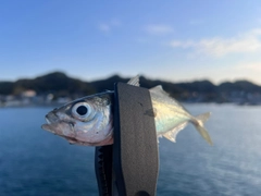 マアジの釣果