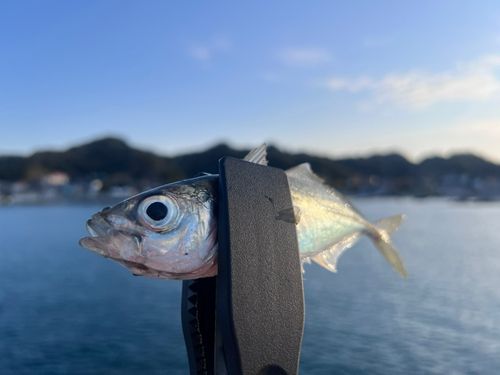 マアジの釣果