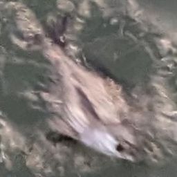 クロダイ