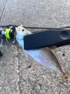 マアジの釣果