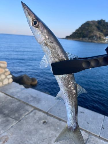 カマスの釣果
