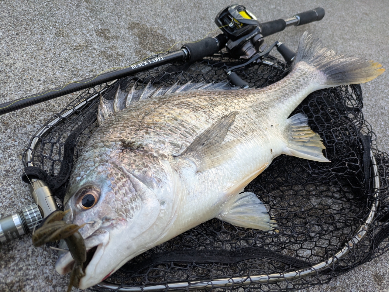 DAIWA 22ブラックレーベル トラベル C66ML-5の最安値・インプレ