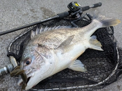キビレの釣果
