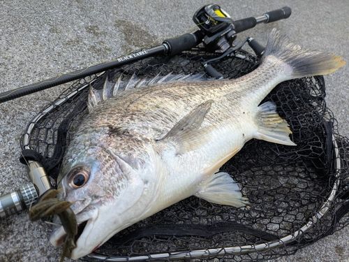 キビレの釣果