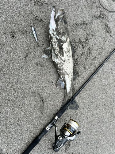 セイゴ（マルスズキ）の釣果