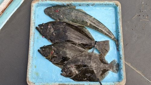 ヒラメの釣果