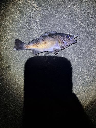 シロメバルの釣果