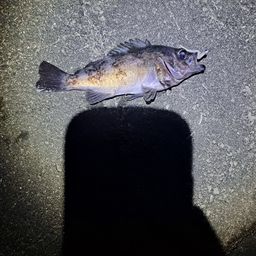 シロメバル