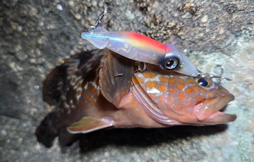 キジハタの釣果