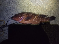 キジハタの釣果
