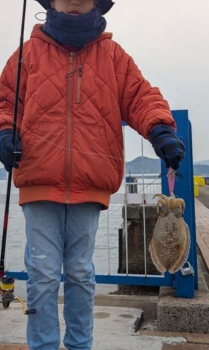 コウイカの釣果