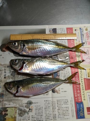 アジの釣果