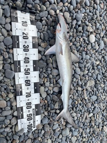 ハンマーヘッドシャークの釣果