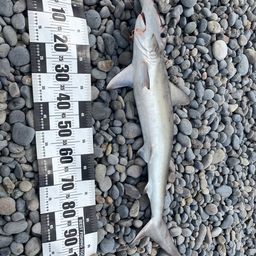 ハンマーヘッドシャーク