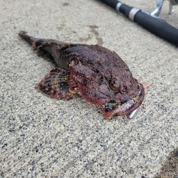 カジカ